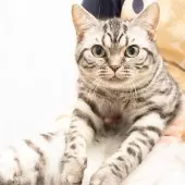 スコティッシュフォールド(立ち耳)【神奈川県・男の子・2025年4月26日・シルバーマッカレルタビー】の写真14