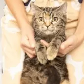 スコティッシュフォールド(立ち耳)【神奈川県・女の子・2025年4月26日・トータシェル】の写真13