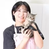 スコティッシュフォールド(立ち耳)【神奈川県・男の子・2025年1月19日・ブラウンマッカレルタビー】の写真14