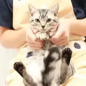 スコティッシュフォールド(立ち耳)【神奈川県・男の子・2025年7月14日・シルバーマッカレルタビー】の写真14