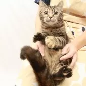 スコティッシュフォールド(立ち耳)【神奈川県・女の子・2025年4月26日・トータシェル】の写真14