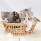 マンチカン(短足)【神奈川県・女の子・2025年8月1日・ダイキュートキャリコ】の写真14