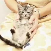 アメリカンショートヘア【神奈川県・男の子・2025年9月16日・シルバータビー】の写真14