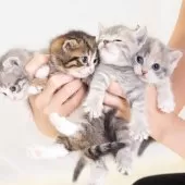 マンチカン(短足)【神奈川県・女の子・2025年8月1日・ダイキュートキャリコ】の写真15