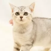 スコティッシュフォールド(立ち耳)【神奈川県・女の子・2025年7月14日・シルバーマッカレルタビー】の写真15