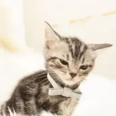 アメリカンショートヘア【神奈川県・男の子・2025年9月16日・シルバータビー】の写真15