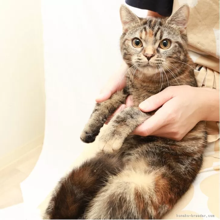 スコティッシュフォールド(立ち耳)【神奈川県・女の子・2025年4月26日・トータシェル】の写真1