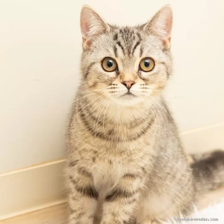 スコティッシュフォールド(立ち耳)【神奈川県・女の子・2025年4月26日・シルバーマッカレルタビー】の写真1