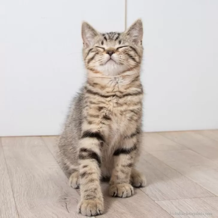 ID：2504-02431の子猫