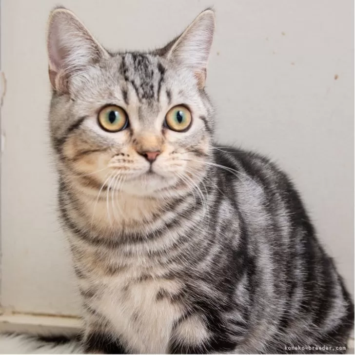 ID：2505-01457の子猫