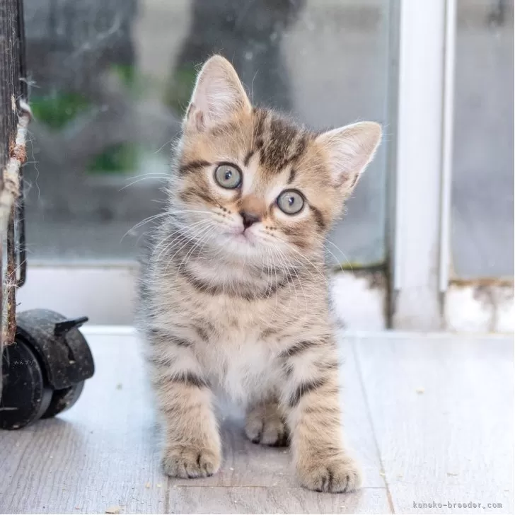 ID：2505-02465の子猫