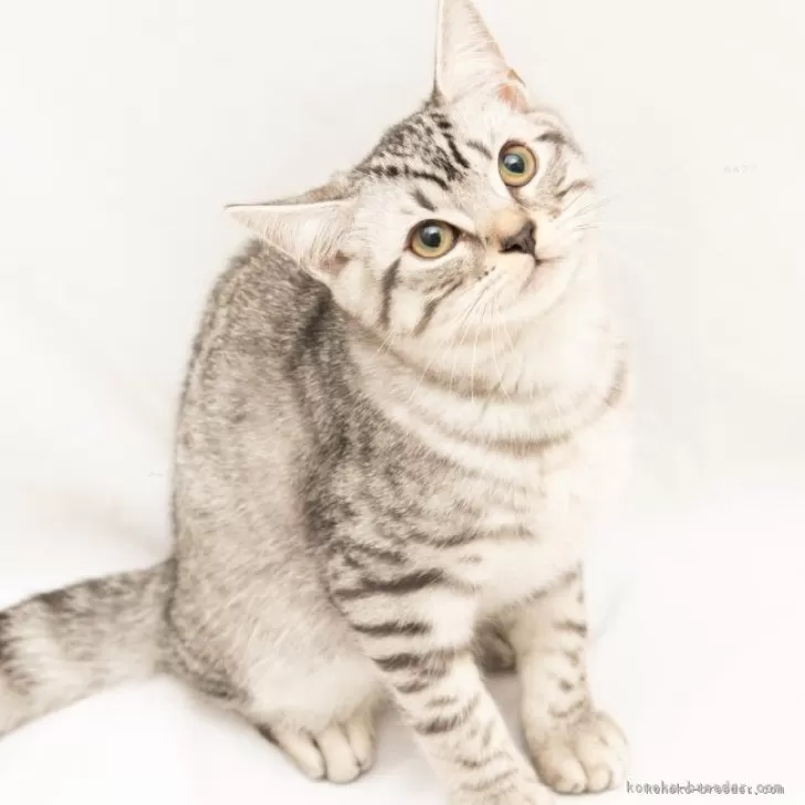 スコティッシュフォールド(立ち耳)【神奈川県・男の子・2025年7月14日・シルバーマッカレルタビー】の写真1