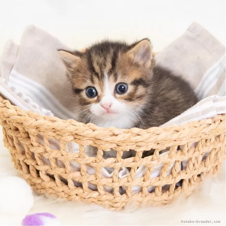 ID：2509-02133の子猫