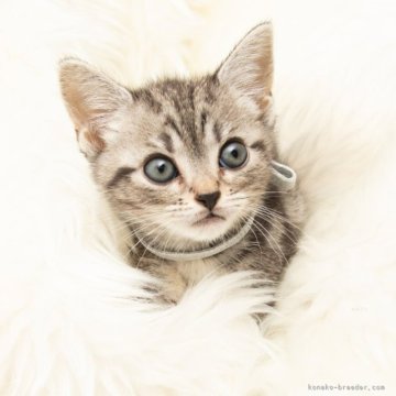 アメリカンショートヘア【神奈川県・女の子・2025年9月16日・シルバータビー（短毛）】の写真「癒しと安心を届けるブリーダー」