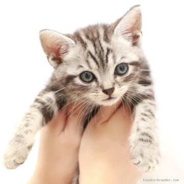 アメリカンショートヘア【神奈川県・男の子・2025年9月16日・シルバータビー（短毛）】の写真「癒しと安心を届けるブリーダー」