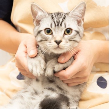 スコティッシュフォールド(立ち耳)【神奈川県・男の子・2025年7月14日・シルバーマッカレルタビー（短毛）】の写真「癒しと安心を届けるブリーダー」