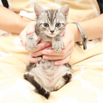 アメリカンショートヘア【神奈川県・女の子・2025年9月16日・シルバータビー（短毛）】の写真「癒しと安心を届けるブリーダー」