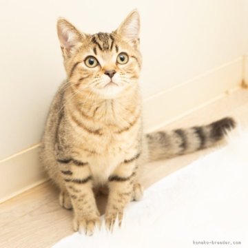 スコティッシュフォールド(立ち耳)【神奈川県・女の子・2025年7月14日・ブラウンスポッテッドタビー（短毛）】の写真「癒しと安心を届けるブリーダー」