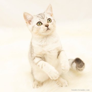 スコティッシュフォールド(立ち耳)【神奈川県・女の子・2025年7月14日・シルバーマッカレルタビー（短毛）】の写真「癒しと安心を届けるブリーダー」