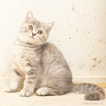 マンチカン(長足)【神奈川県・女の子・2025年8月1日・ブルークリーム（短毛）】の写真「癒しと安心を届けるブリーダー」