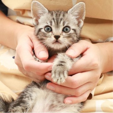 アメリカンショートヘア【神奈川県・女の子・2025年9月16日・シルバータビー（短毛）】の写真「癒しと安心を届けるブリーダー」