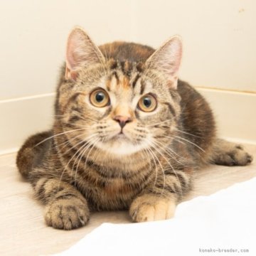 スコティッシュフォールド(立ち耳)【神奈川県・女の子・2025年4月26日・トータシェル（短毛）】の写真「癒しと安心を届けるブリーダー」