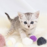 スコティッシュフォールド(立ち耳)