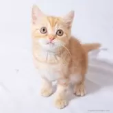 スコティッシュフォールド(立ち耳)