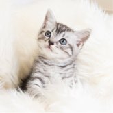 スコティッシュフォールド(立ち耳)