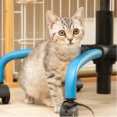 スコティッシュフォールド(立ち耳)