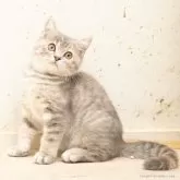 マンチカン(長足)