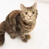 スコティッシュフォールド(立ち耳)【神奈川県・女の子・2025年4月26日・トータシェル】の写真5