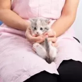 マンチカン(短足)【神奈川県・女の子・2025年8月1日・ダイキュートキャリコ】の写真2