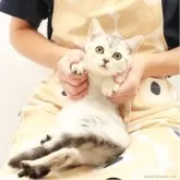 スコティッシュフォールド(立ち耳)【神奈川県・女の子・2025年7月14日・シルバーマッカレルタビー】の写真2