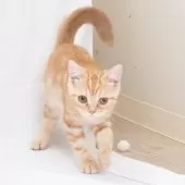 スコティッシュフォールド(立ち耳)【神奈川県・男の子・2025年4月26日・クリームタビー】の写真2