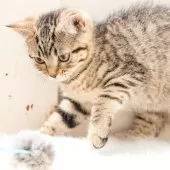 スコティッシュフォールド(立ち耳)【神奈川県・男の子・2025年1月19日・ブラウンマッカレルタビー】の写真2