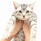 スコティッシュフォールド(立ち耳)【神奈川県・男の子・2025年7月14日・シルバーマッカレルタビー】の写真6