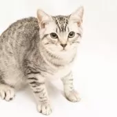 スコティッシュフォールド(立ち耳)【神奈川県・男の子・2025年7月14日・シルバーマッカレルタビー】の写真7