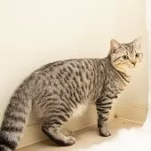 スコティッシュフォールド(立ち耳)【神奈川県・男の子・2025年3月12日・シルバーマッカレルタビー】の写真12