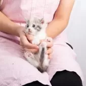 マンチカン(短足)【神奈川県・女の子・2025年8月1日・ダイキュートキャリコ】の写真3