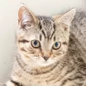 スコティッシュフォールド(立ち耳)【神奈川県・男の子・2025年1月19日・ブラウンマッカレルタビー】の写真3