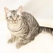 スコティッシュフォールド(立ち耳)【神奈川県・男の子・2025年4月26日・シルバーマッカレルタビー】の写真6