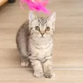 スコティッシュフォールド(立ち耳)【神奈川県・女の子・2025年4月26日・シルバーマッカレルタビー】の写真3