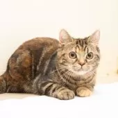 スコティッシュフォールド(立ち耳)【神奈川県・女の子・2025年4月26日・トータシェル】の写真10