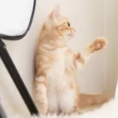 スコティッシュフォールド(立ち耳)【神奈川県・男の子・2025年4月26日・クリームタビー】の写真3