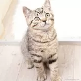 スコティッシュフォールド(立ち耳)【神奈川県・男の子・2025年1月19日・ブラウンマッカレルタビー】の写真4