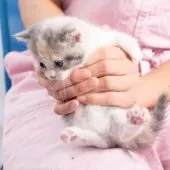 マンチカン(短足)【神奈川県・女の子・2025年8月1日・ダイキュートキャリコ】の写真4