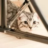 スコティッシュフォールド(立ち耳)【神奈川県・男の子・2025年7月14日・シルバーマッカレルタビー】の写真2