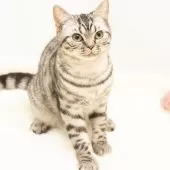 スコティッシュフォールド(立ち耳)【神奈川県・男の子・2025年4月26日・シルバーマッカレルタビー】の写真7