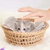 マンチカン(短足)【神奈川県・女の子・2025年8月1日・ダイキュートキャリコ】の写真5